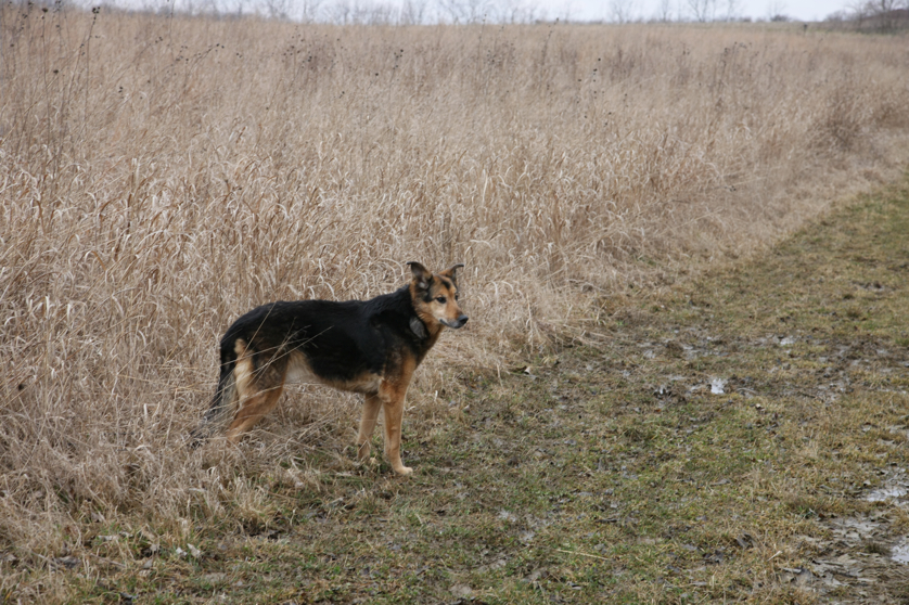 Full Size Image = 5231 K