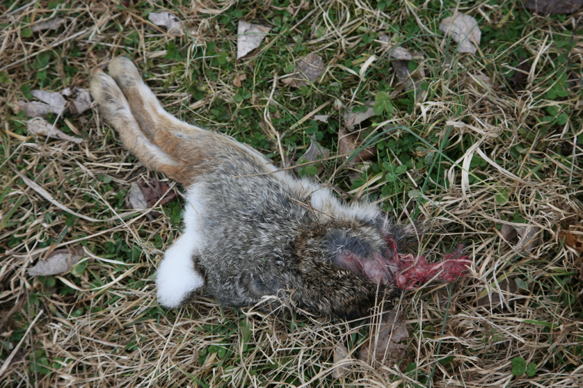 Full Size Image = 5464 K