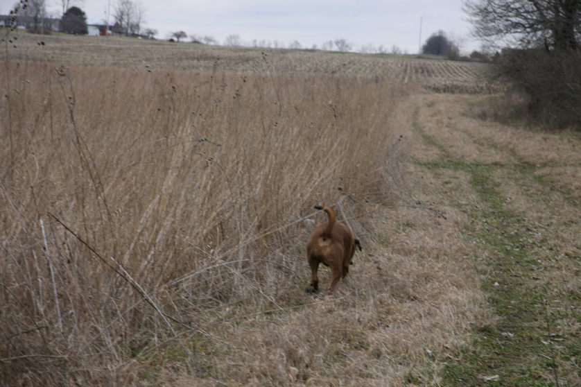 Full Size Image = 3900 K