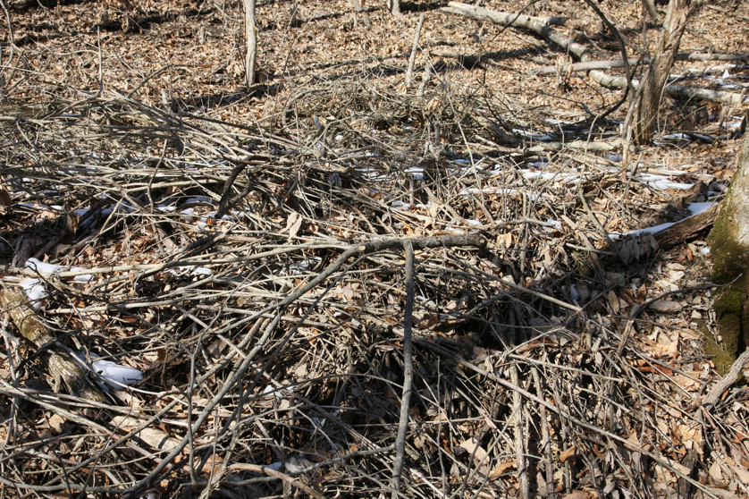 Full Size Image = 7405 K