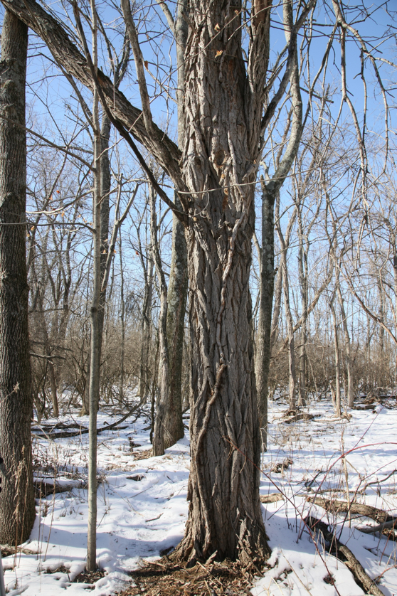 Full Size Image = 6675 K