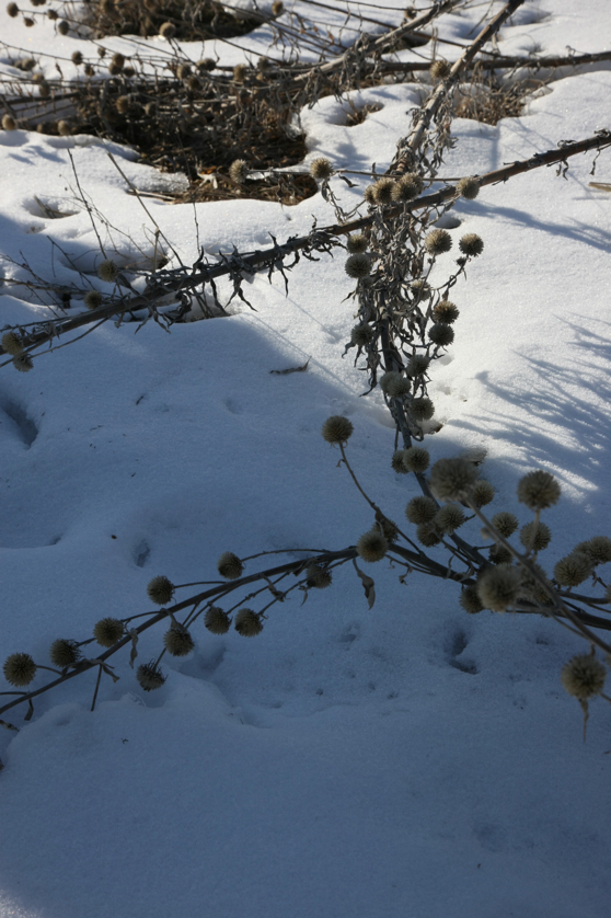 Full Size Image = 3212 K