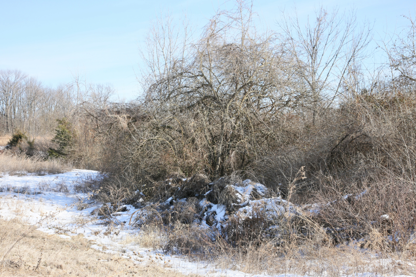 Full Size Image = 7544 K