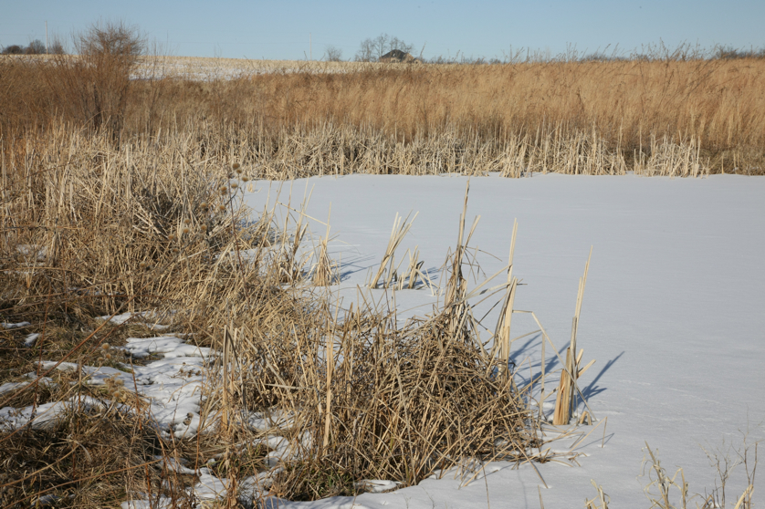 Full Size Image = 5607 K