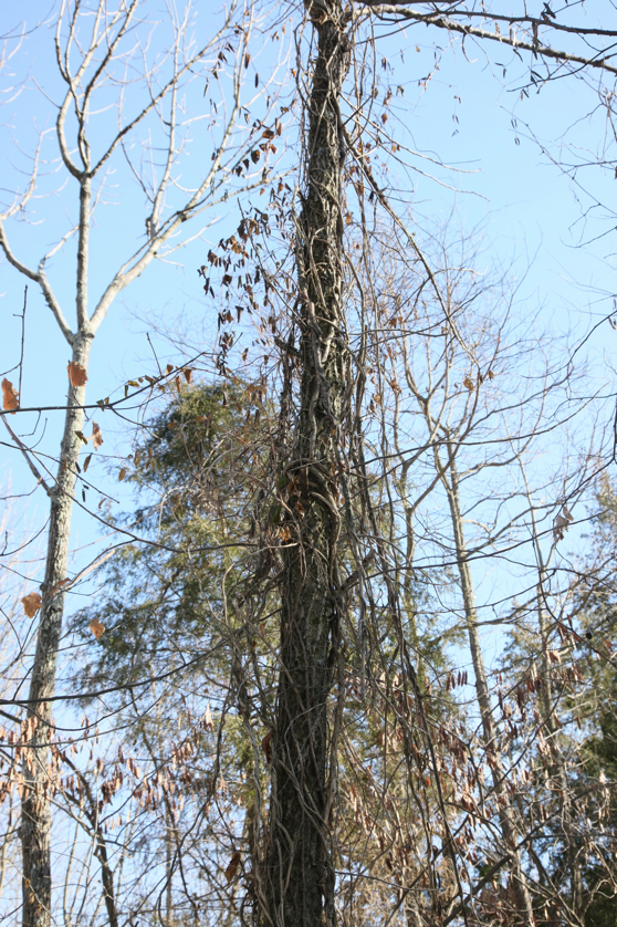 Full Size Image = 5618 K