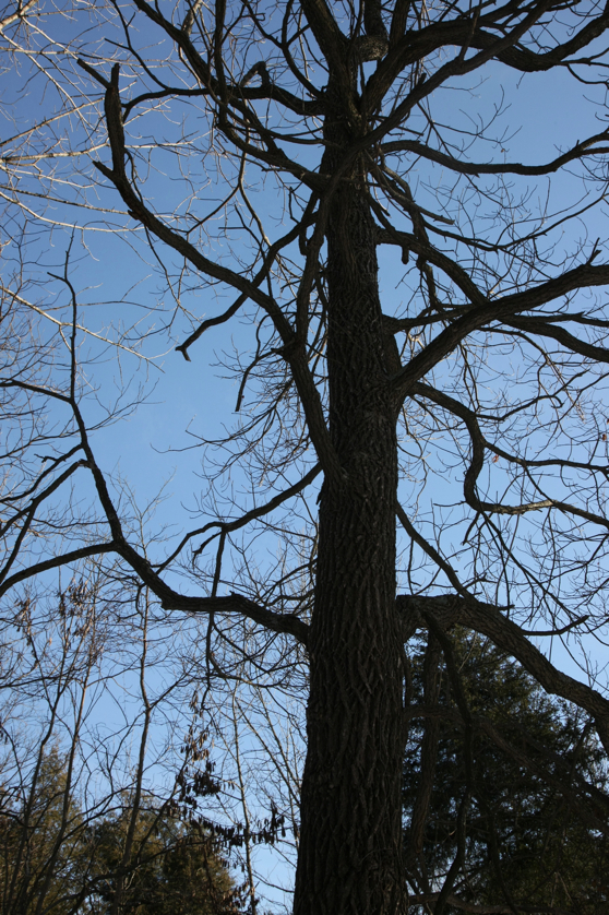 Full Size Image = 5330 K