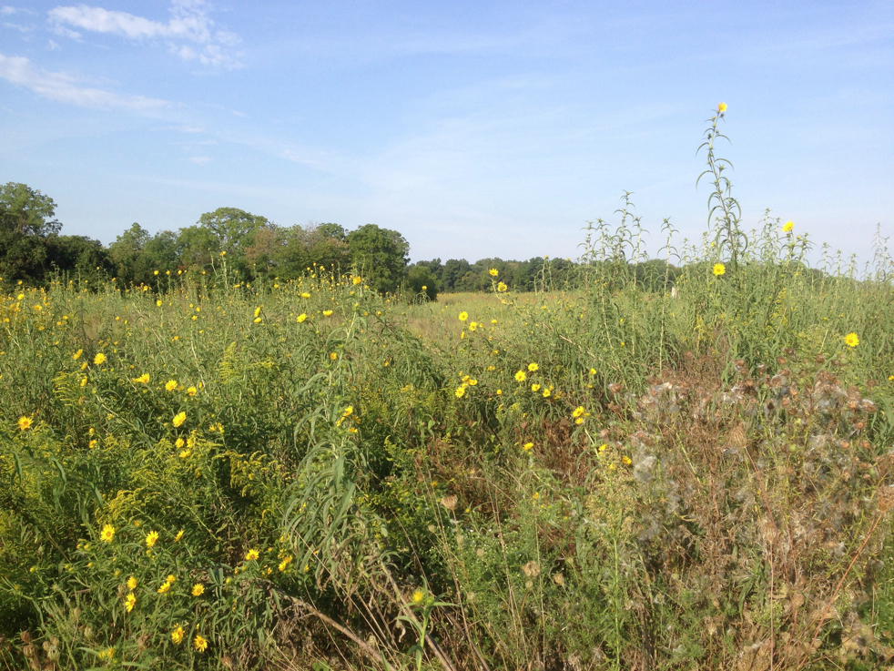 Full Size Image = 7846 K