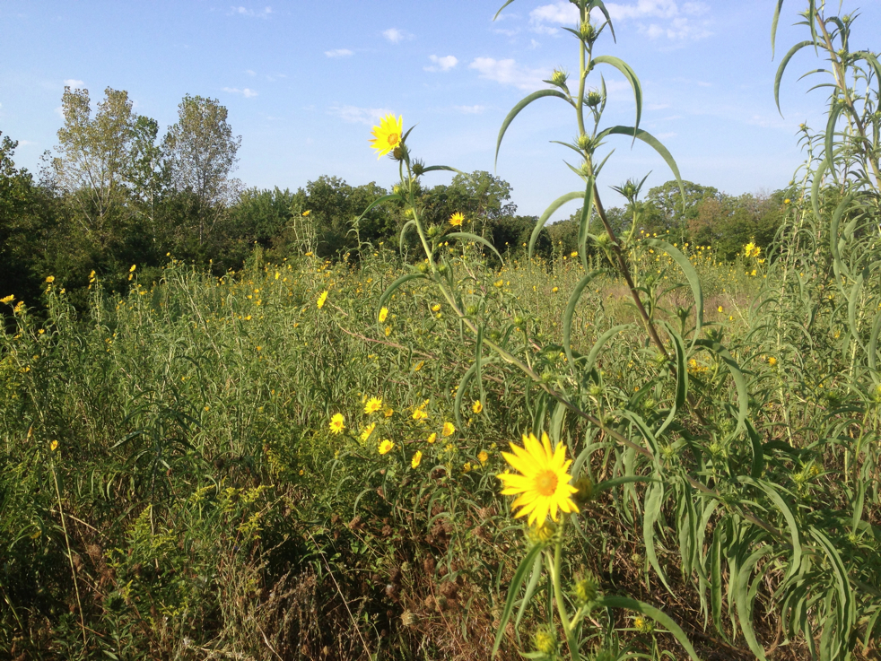 Full Size Image = 8389 K