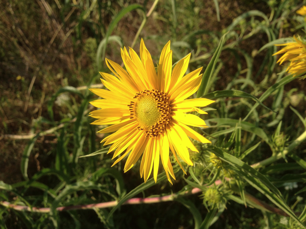 Full Size Image = 4855 K