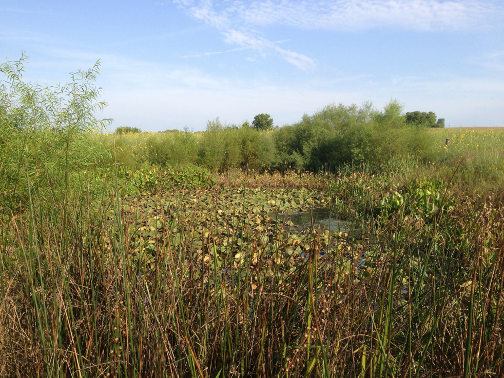 Full Size Image = 8095 K