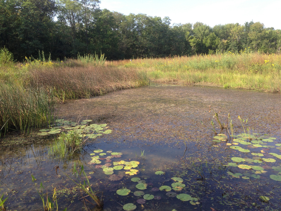 Full Size Image = 7969 K