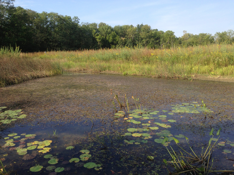 Full Size Image = 7323 K