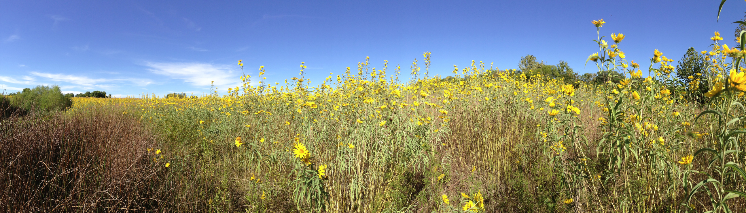 Full Size Image = 23406 K