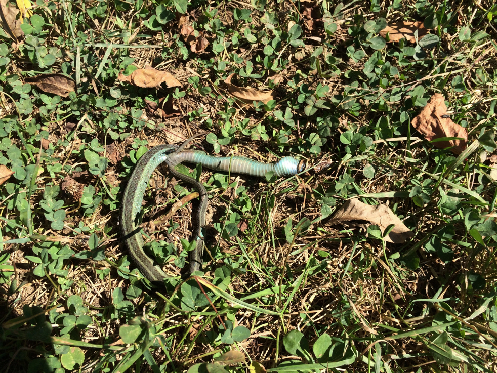 Full Size Image = 9279 K