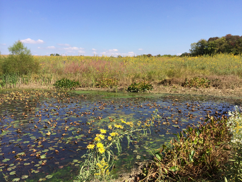 Full Size Image = 7501 K