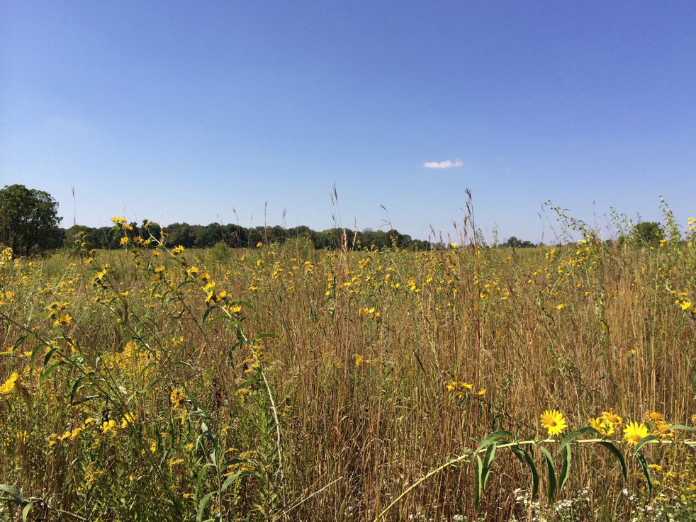 Full Size Image = 7099 K