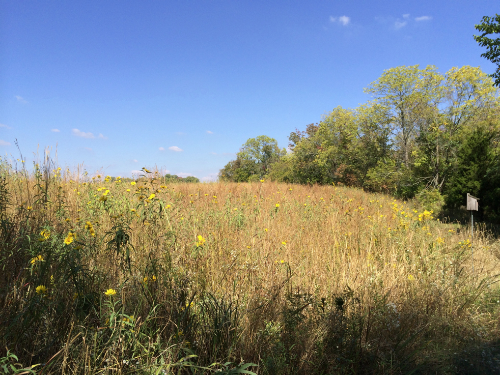 Full Size Image = 7355 K