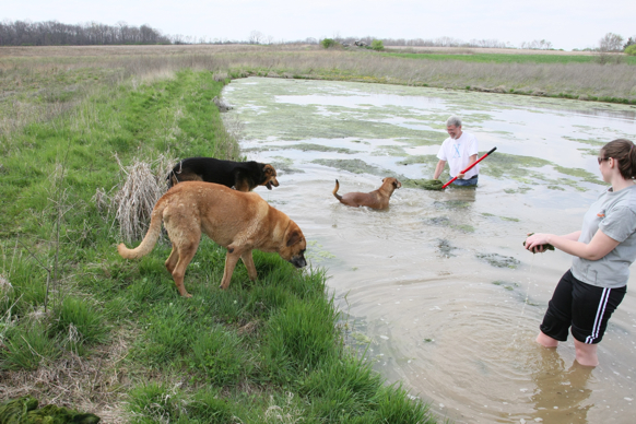 Full Size Image = 2684 K