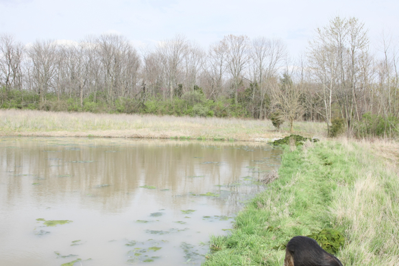 Full Size Image = 2622 K