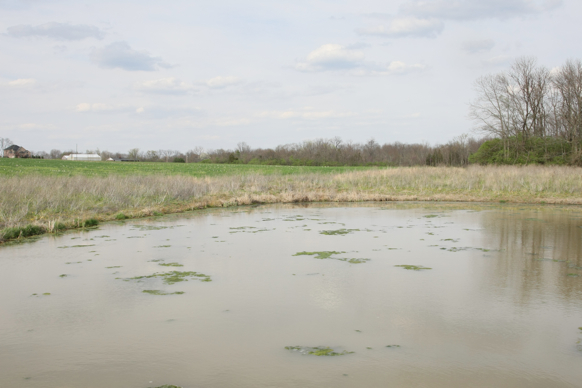 Full Size Image = 1519 K