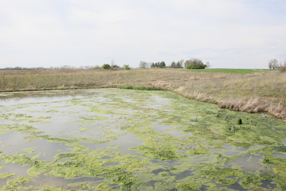 Full Size Image = 2155 K