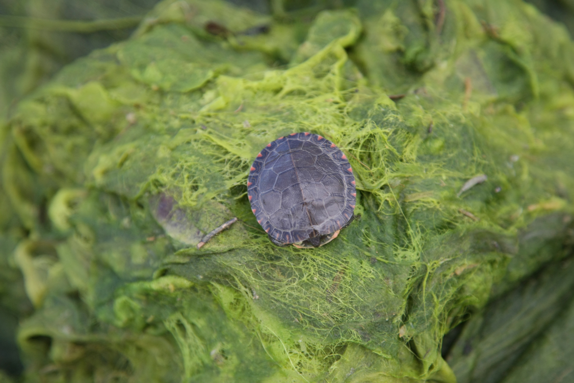 Full Size Image = 4145 K