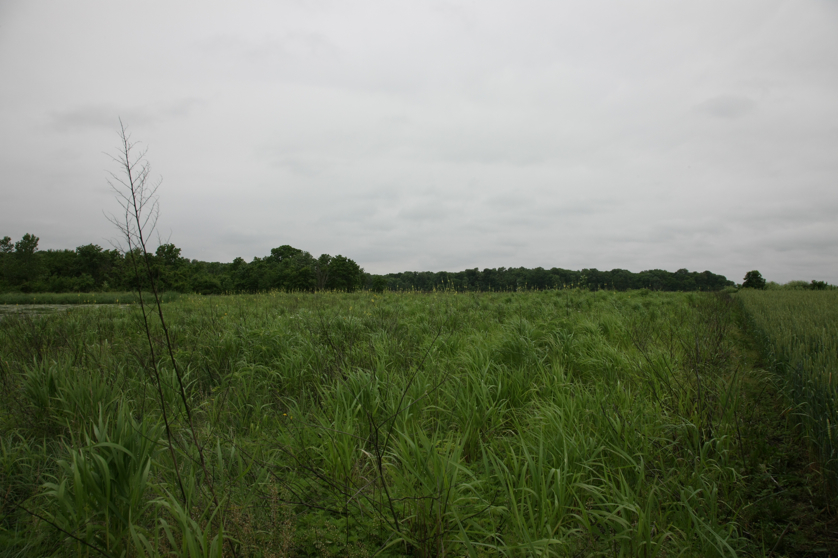 Full Size Image = 3700 K