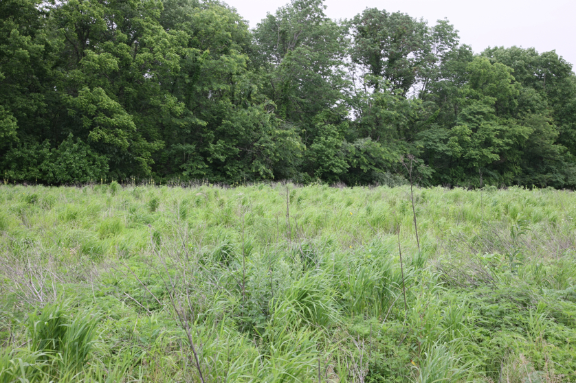 Full Size Image = 6653 K