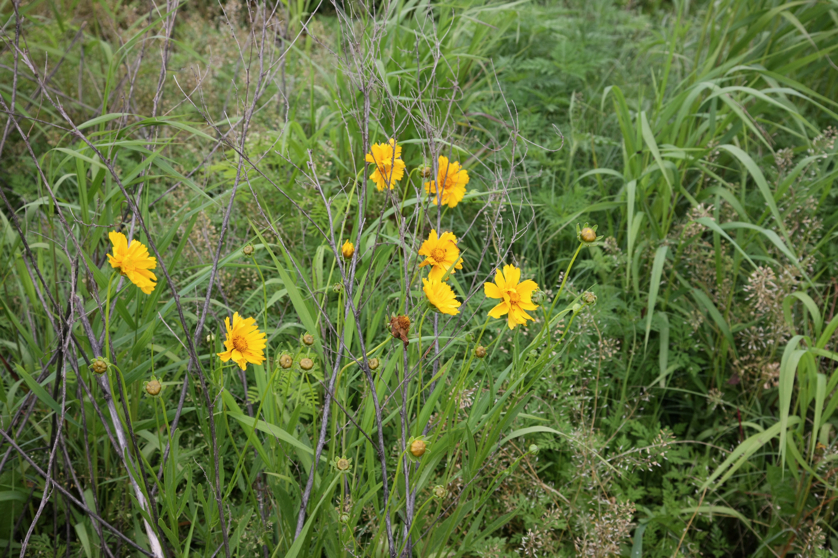 Full Size Image = 4902 K