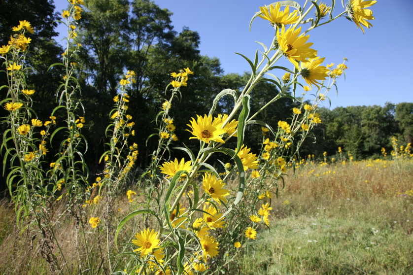 Full Size Image = 4924 K