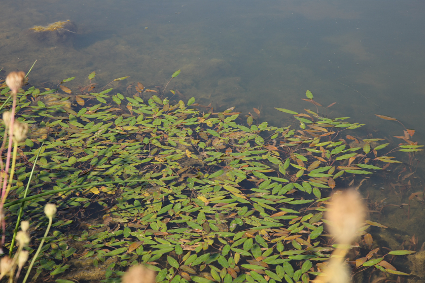 Full Size Image = 4702 K