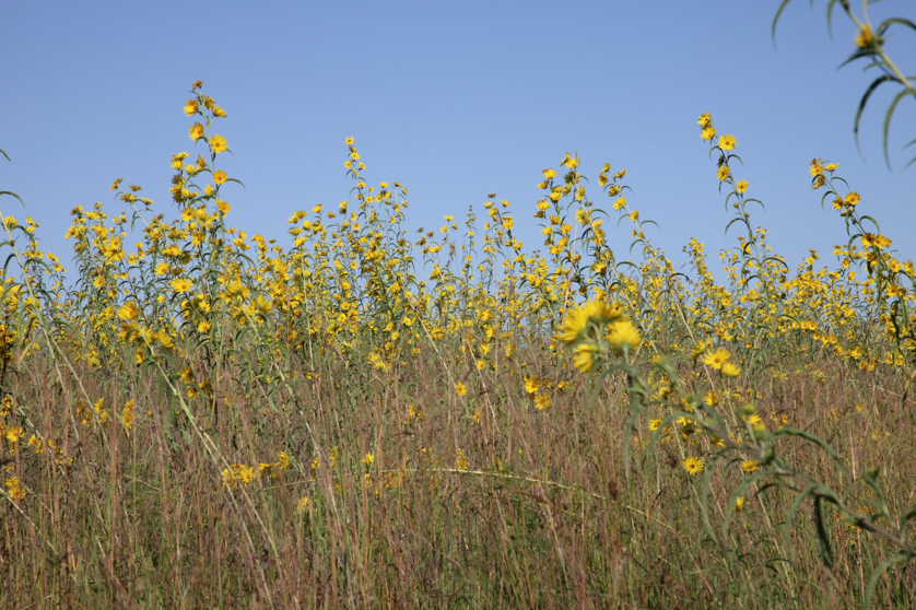 Full Size Image = 5367 K