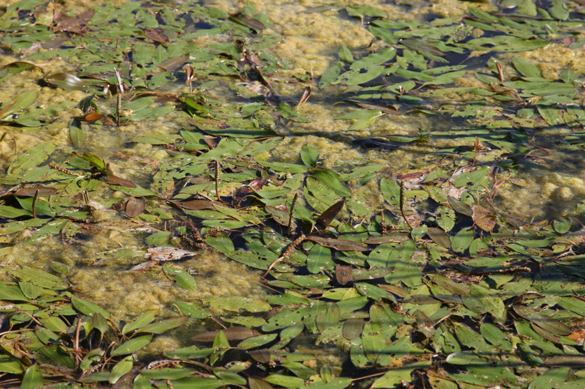 Full Size Image = 5461 K