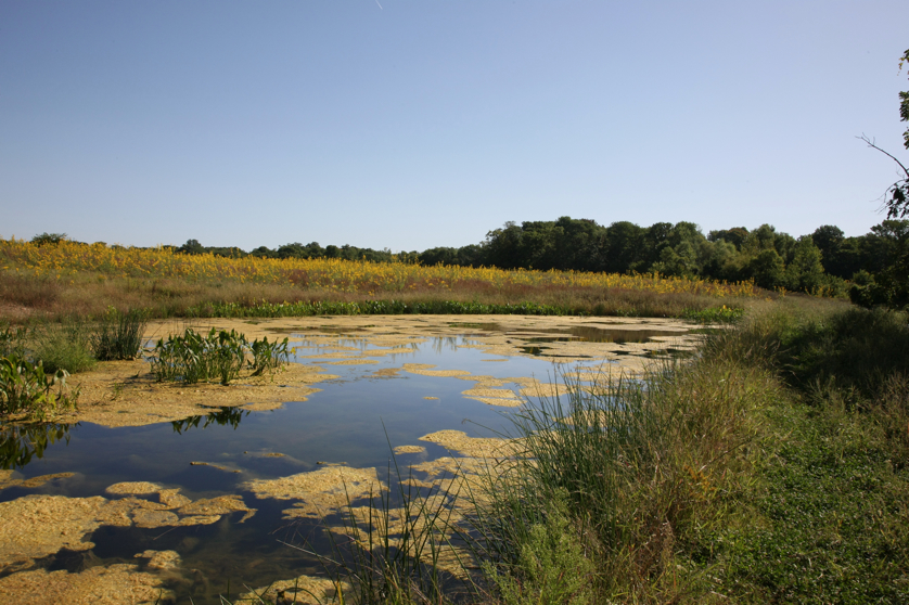 Full Size Image = 4877 K