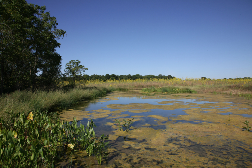 Full Size Image = 4663 K