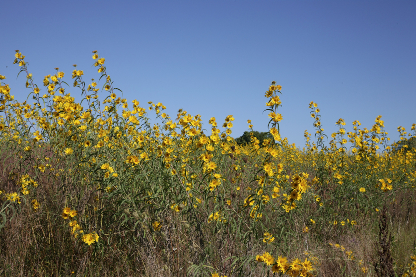 Full Size Image = 5580 K