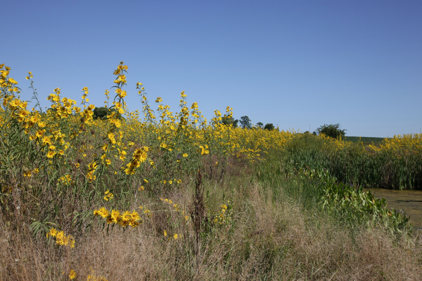 Full Size Image = 5565 K