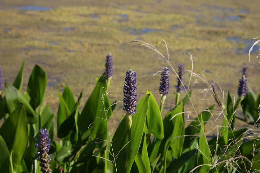 Full Size Image = 3499 K