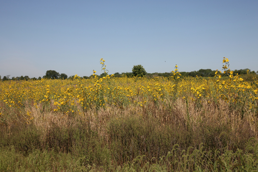 Full Size Image = 5600 K