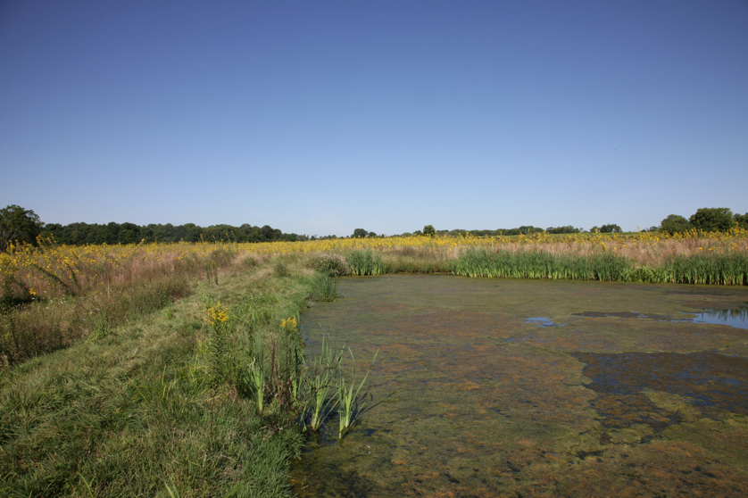 Full Size Image = 4584 K