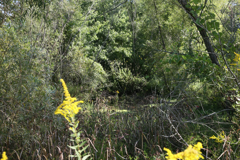 Full Size Image = 7455 K