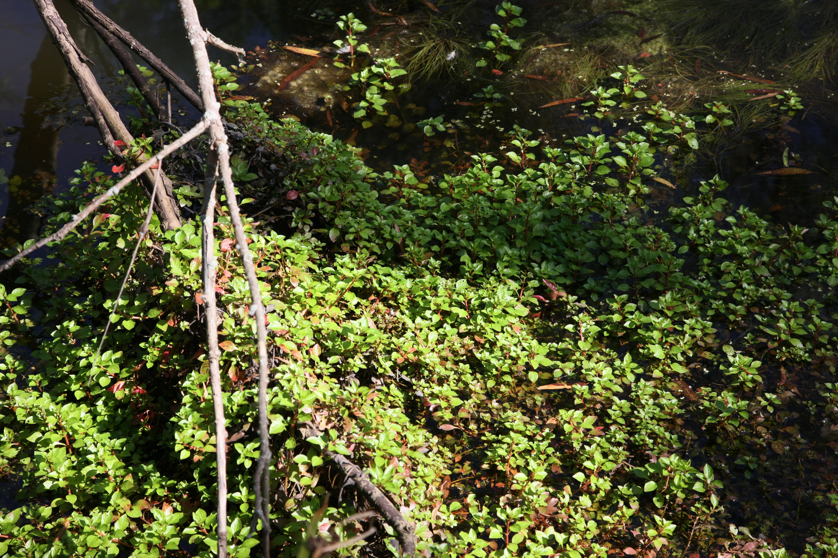 Full Size Image = 6119 K