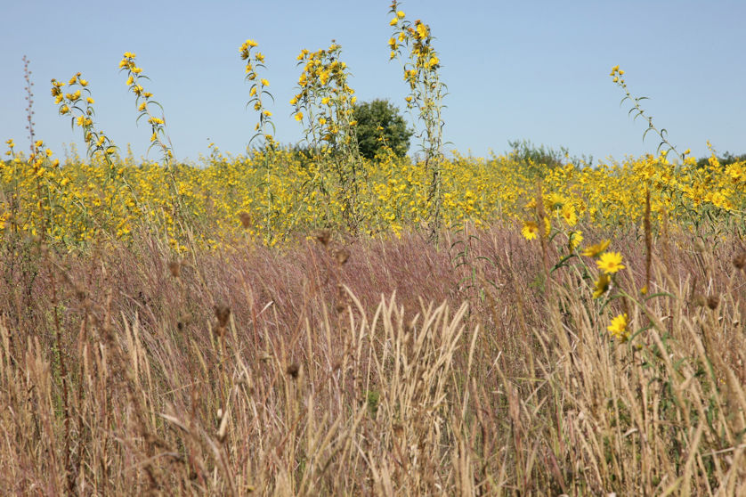 Full Size Image = 5541 K