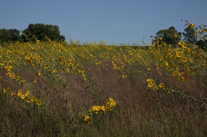 Full Size Image = 5197 K