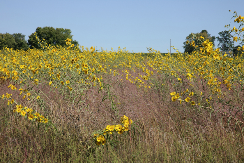 Full Size Image = 6163 K