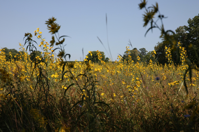 Full Size Image = 4669 K