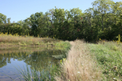 Berm Wetland 1