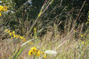Native Grass View