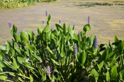 Pickerel Weed