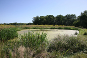 Wetland 3